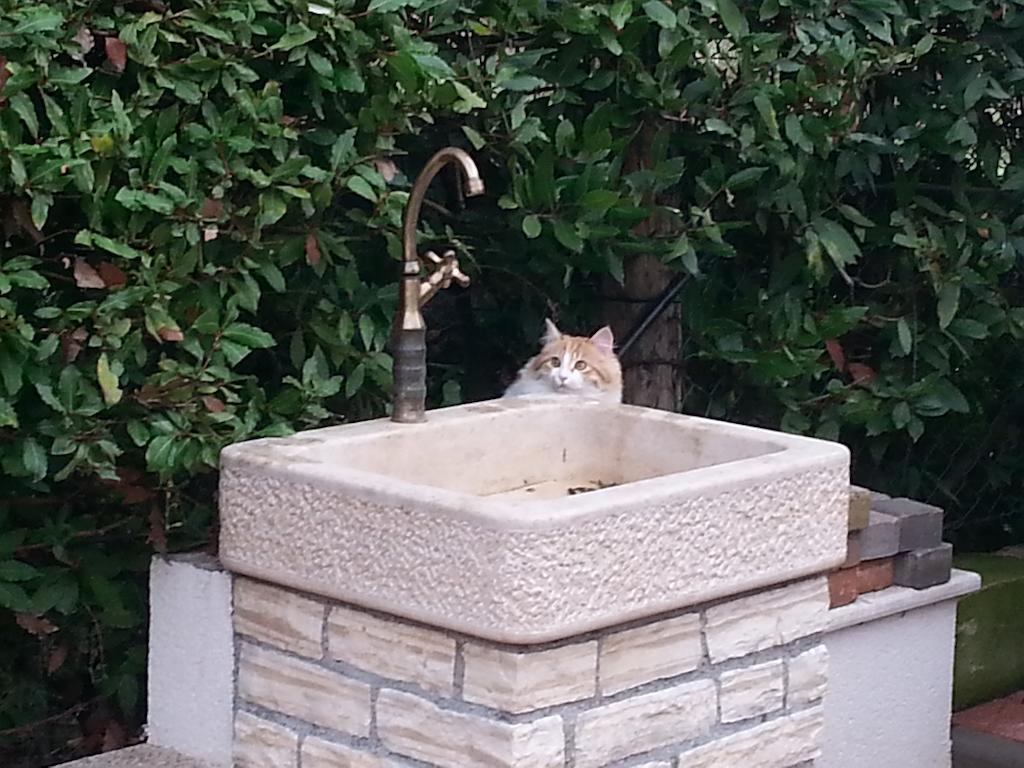 Nevija B&B Poreč Buitenkant foto